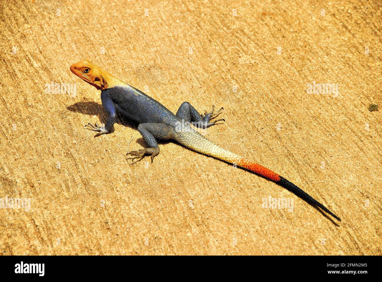 Diese orangefarbene Eidechse kroch in Togo, Westafrika, auf dem Sand und wird die afrikanische Regenbogeneidechse genannt. Stockfoto