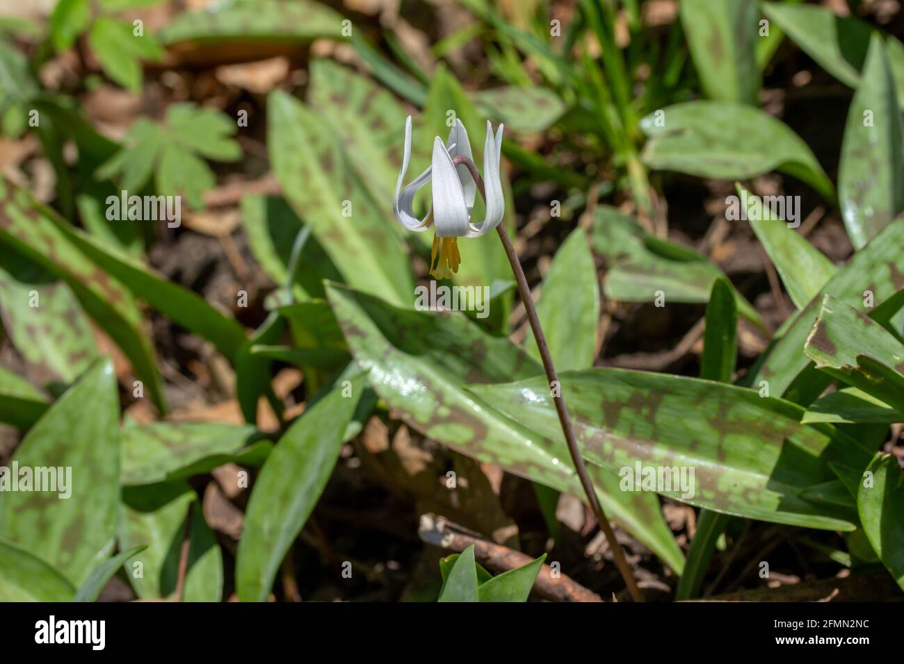 Nahaufnahme der nicht kultivierten weißen Forellenlilien-Wildblumen (Erythronium albidum) blüht in einer abgelegenen Waldschlucht Stockfoto