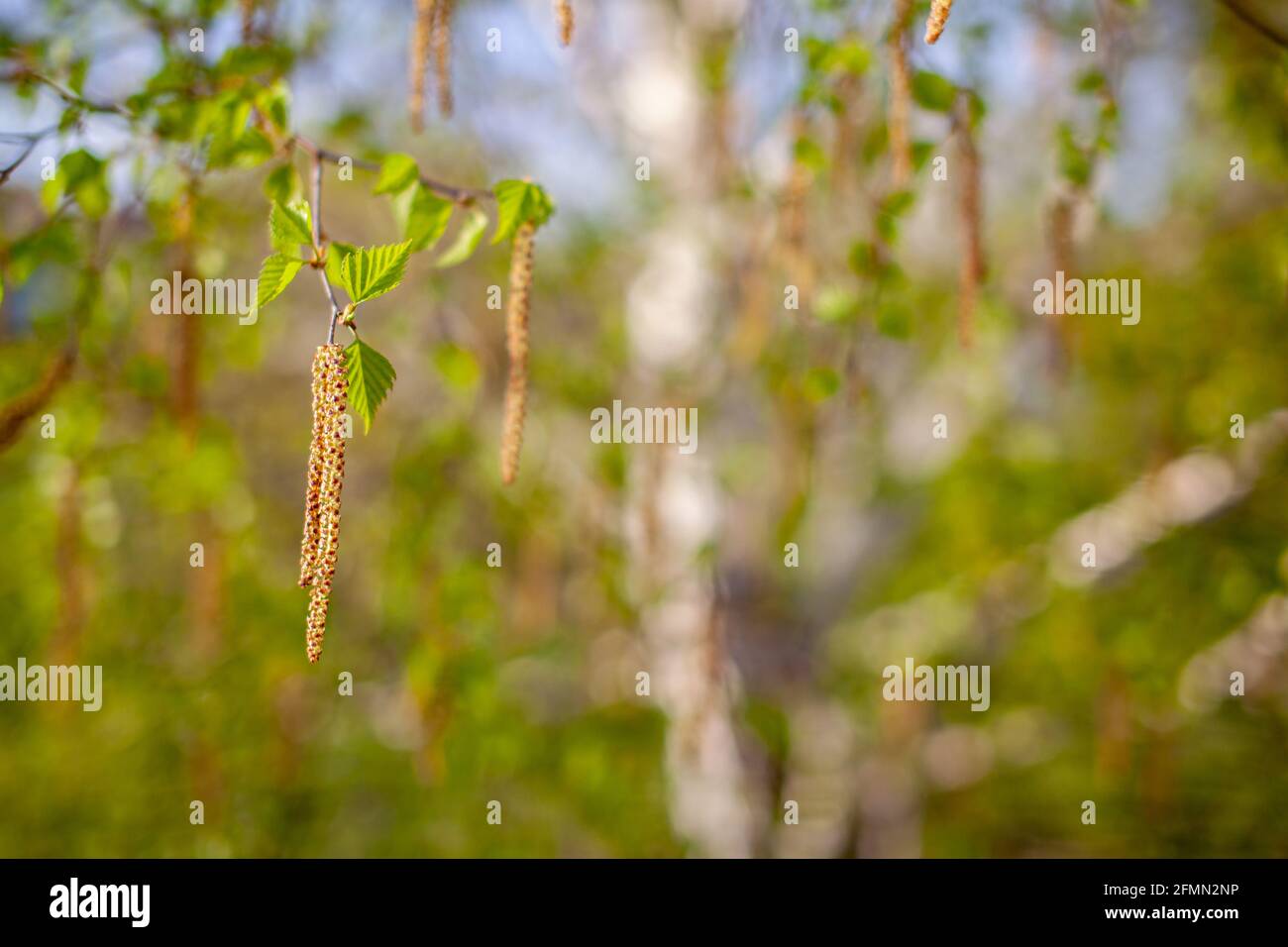 Schöne sonnige Sicht auf die Birkenzweige. Knospen und leuchtend grüne, kleine Blätter gedeihen. Dekorative Birkenblüte – lange, schlanke Kätzchen hängen am Ast Stockfoto