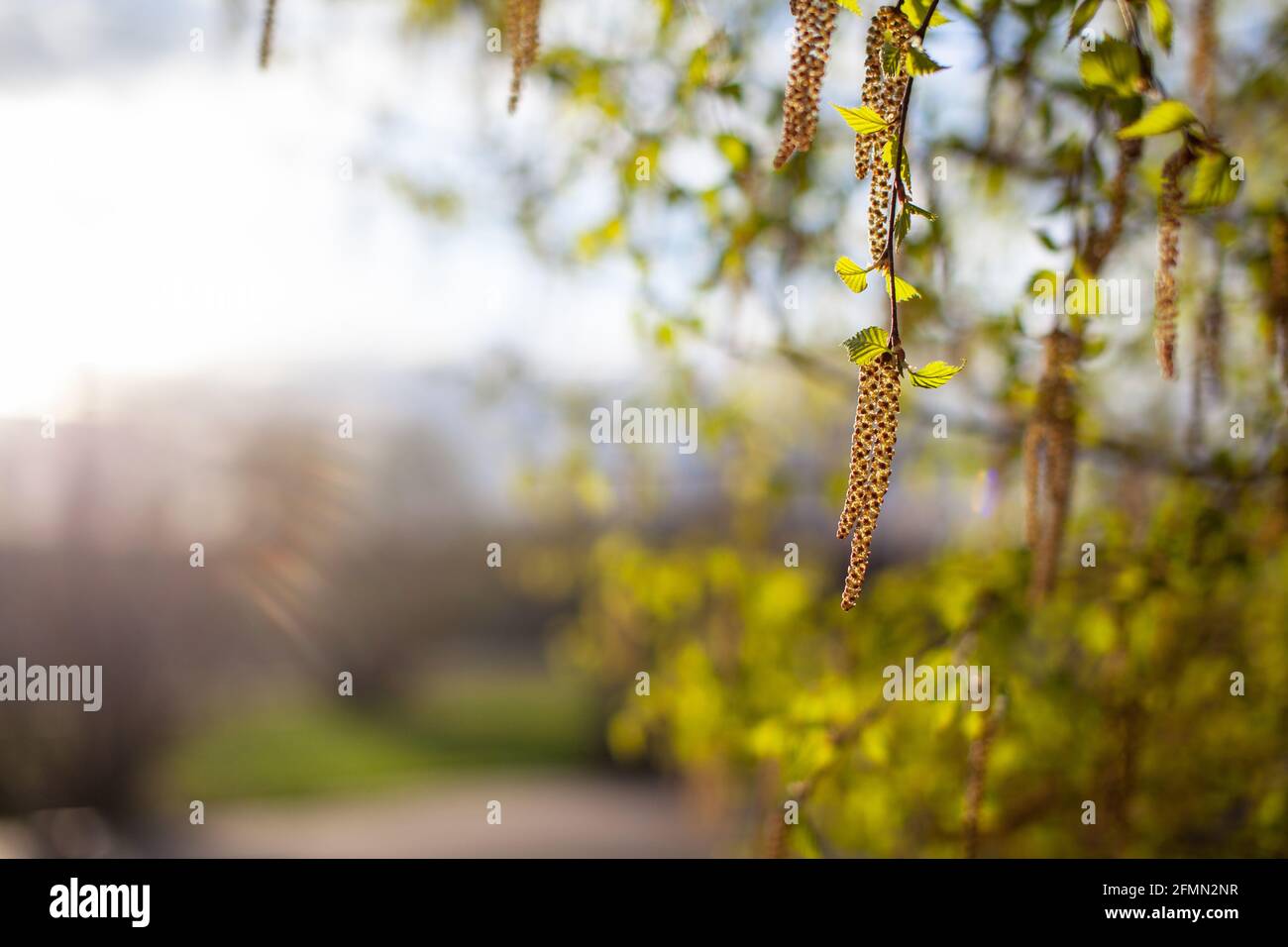 Schöne sonnige Sicht auf die Birkenzweige. Knospen und leuchtend grüne, kleine Blätter gedeihen. Dekorative Birkenblüte – lange, schlanke Kätzchen hängen am Ast Stockfoto