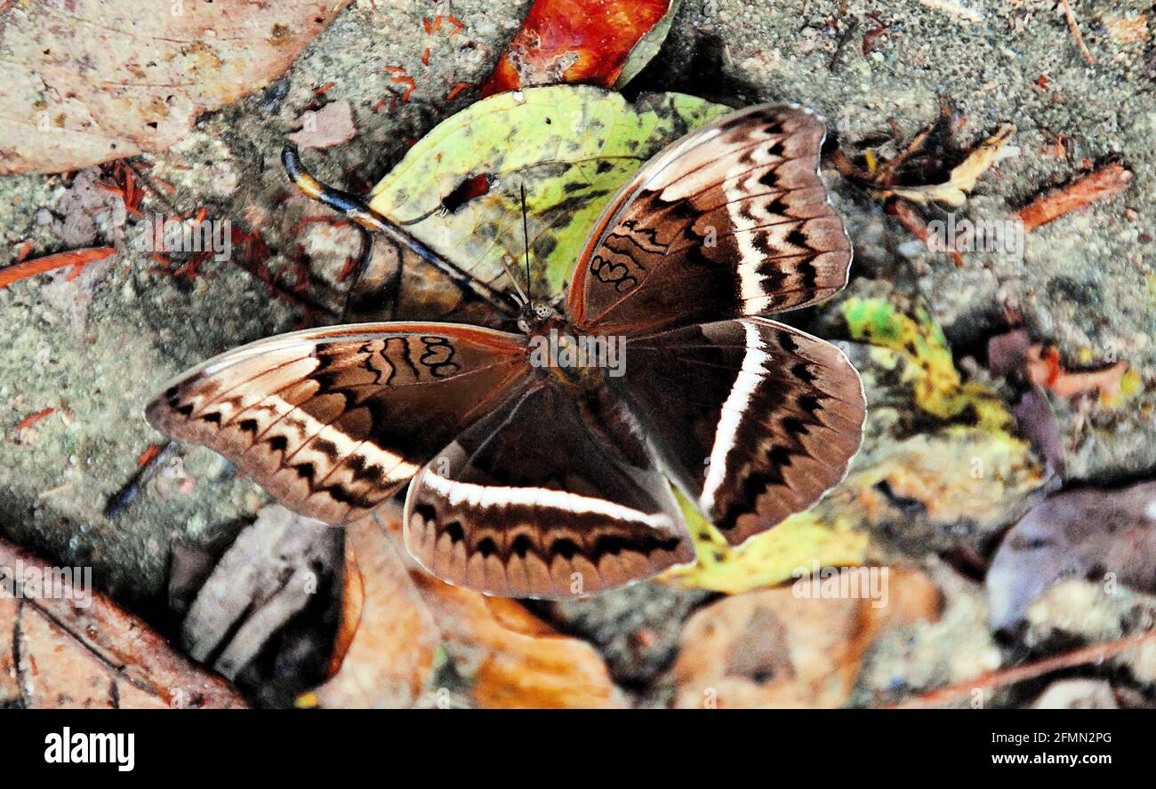Großer brauner und weißer Schmetterling, der auf einem Pfad des Regenwaldes in Ghana, Westafrika, ruht. Stockfoto