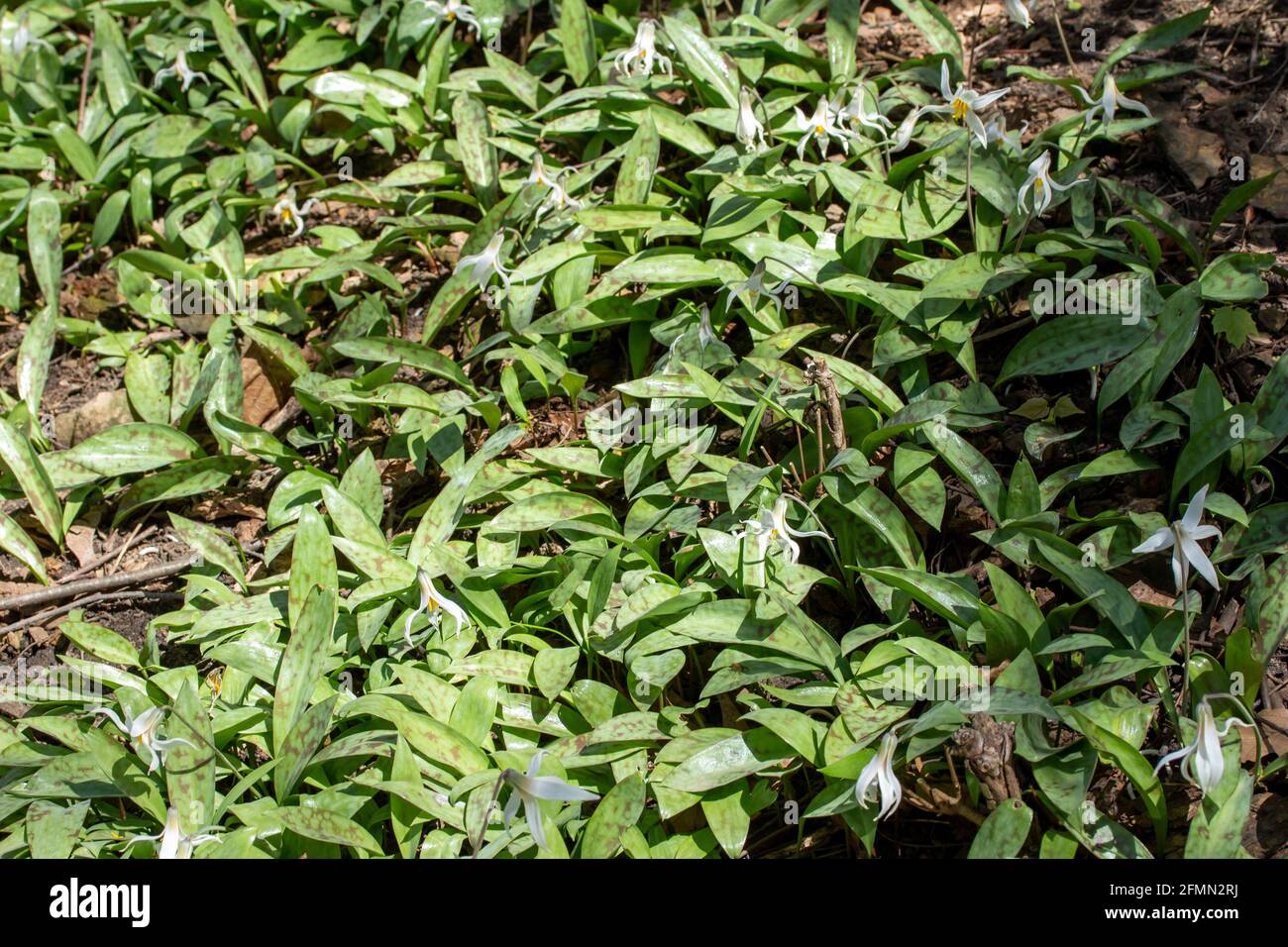 Nahaufnahme der nicht kultivierten weißen Forellenlilien-Wildblumen (Erythronium albidum) blüht in einer abgelegenen Waldschlucht Stockfoto