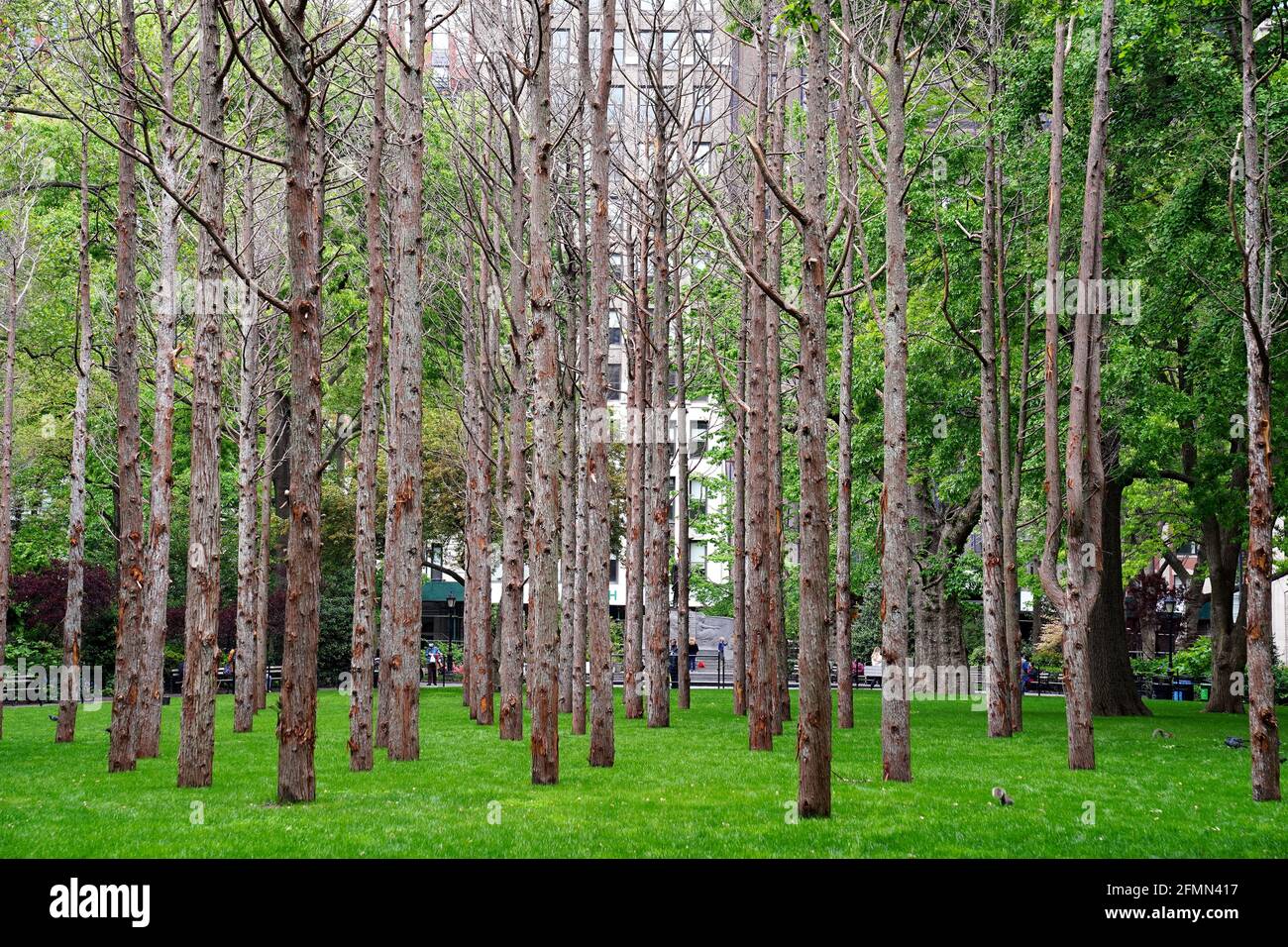 10. Mai 2021 - New York City, New York, USA: Ghost Forest, eine Installation der Künstlerin und Designerin Maya Lin, die am Tag der Eröffnung im Madison Square Park in New York City für die Öffentlichkeit zugänglich ist. Die Installation besteht aus 49 atlantischen weißen Zedernbäumen, die Opfer der Salzwasserüberflutung sind, und soll sowohl ein Symbol für die Verwüstung des Klimawandels und des Waldverlusts auf der ganzen Welt sein, als auch zu individuellem Handeln aufrufen. Die Installation wird bis November gezeigt und eine Vielzahl von damit verbundenen Bildungs- und Sensibilisierungsprogrammen wird ebenfalls angeboten. Stockfoto