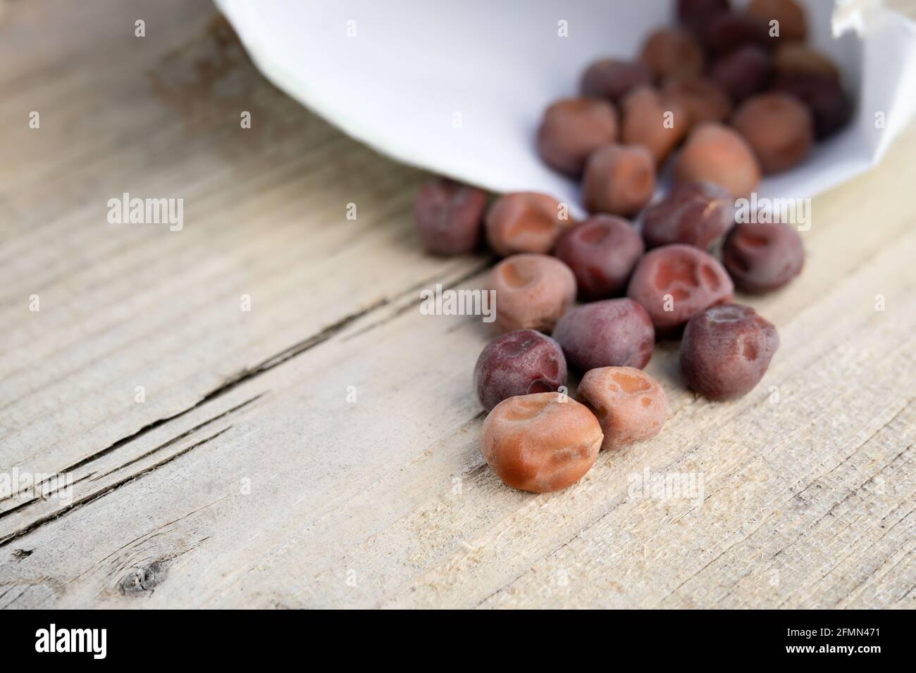Lila Schneeerbsensamen für die Pflanzung im Garten. Erbstück lila Nebel Schnee Erbsen. PEA-Pflanzen produzieren atemberaubende essbare violette Blüten mit violetten Hülsen. Stockfoto