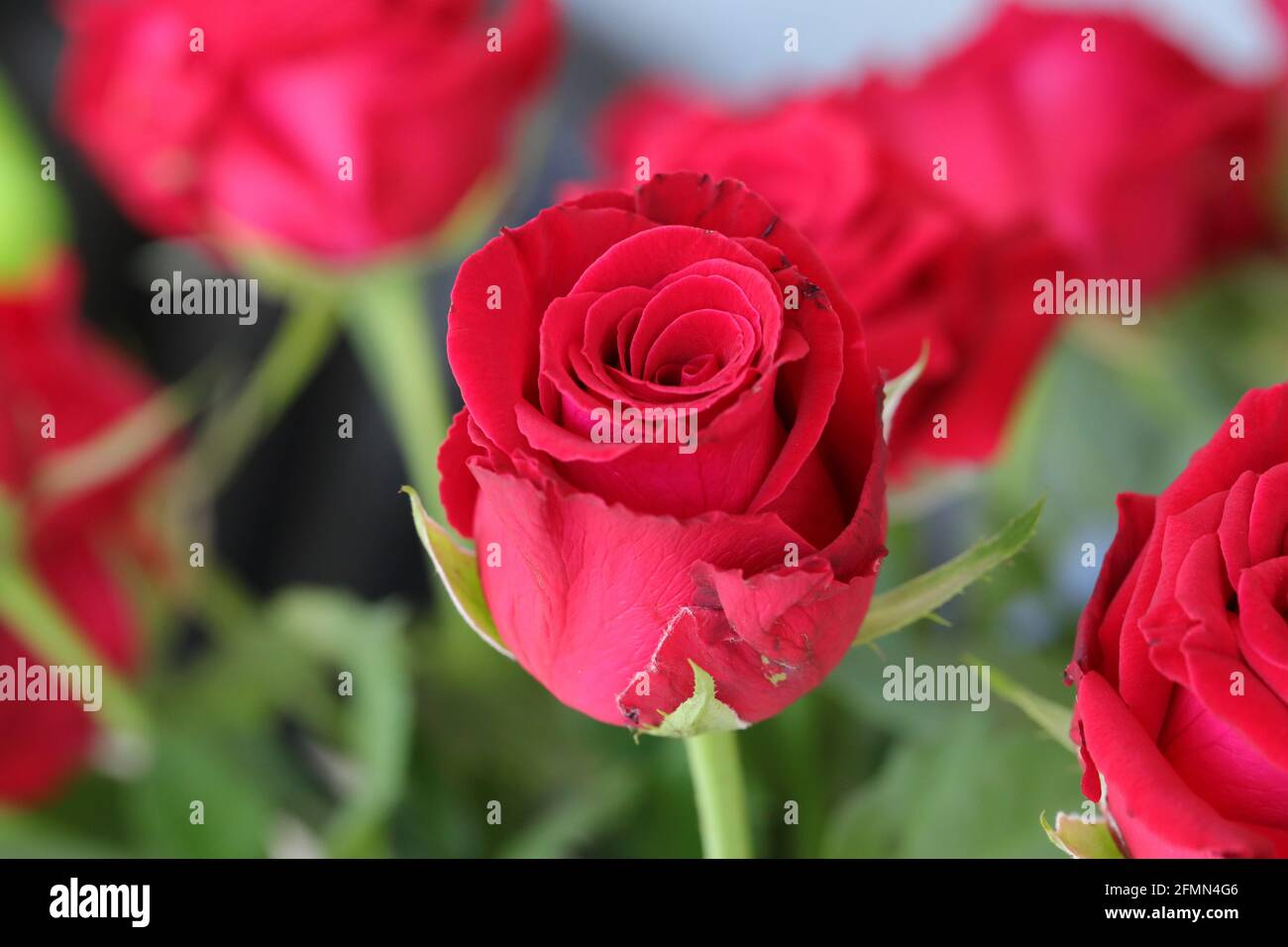 Bouquet von roten Rosen, Blumen, Valentinstag und Urlaub Konzept Stockfoto