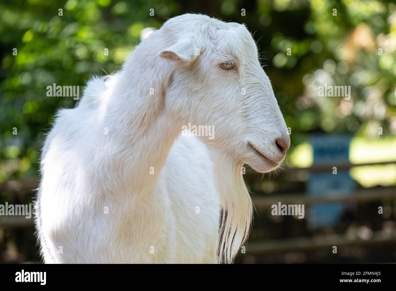 Weiße Saanen-Ziege (Capra aegagrus hircus) im Kindergehege-Streichelzoo der Outback Station im Zoo Atlanta in Atlanta, Georgia. (USA) Stockfoto