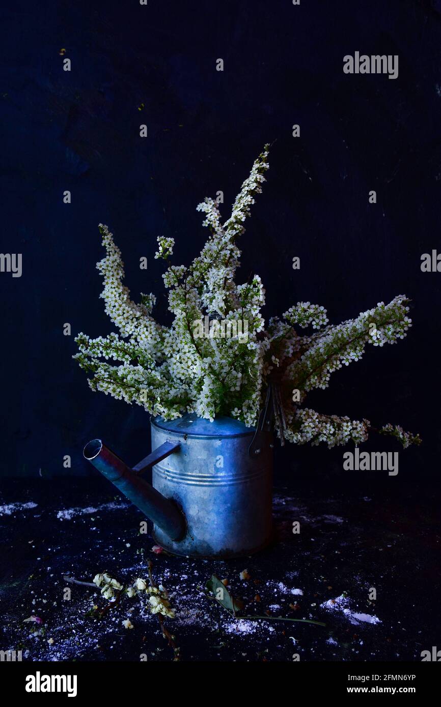 Blühende weiße Tawula-Blüten, die in einer Gießkannen aus Metall auf schwarzem Hintergrund angeordnet sind. Stockfoto