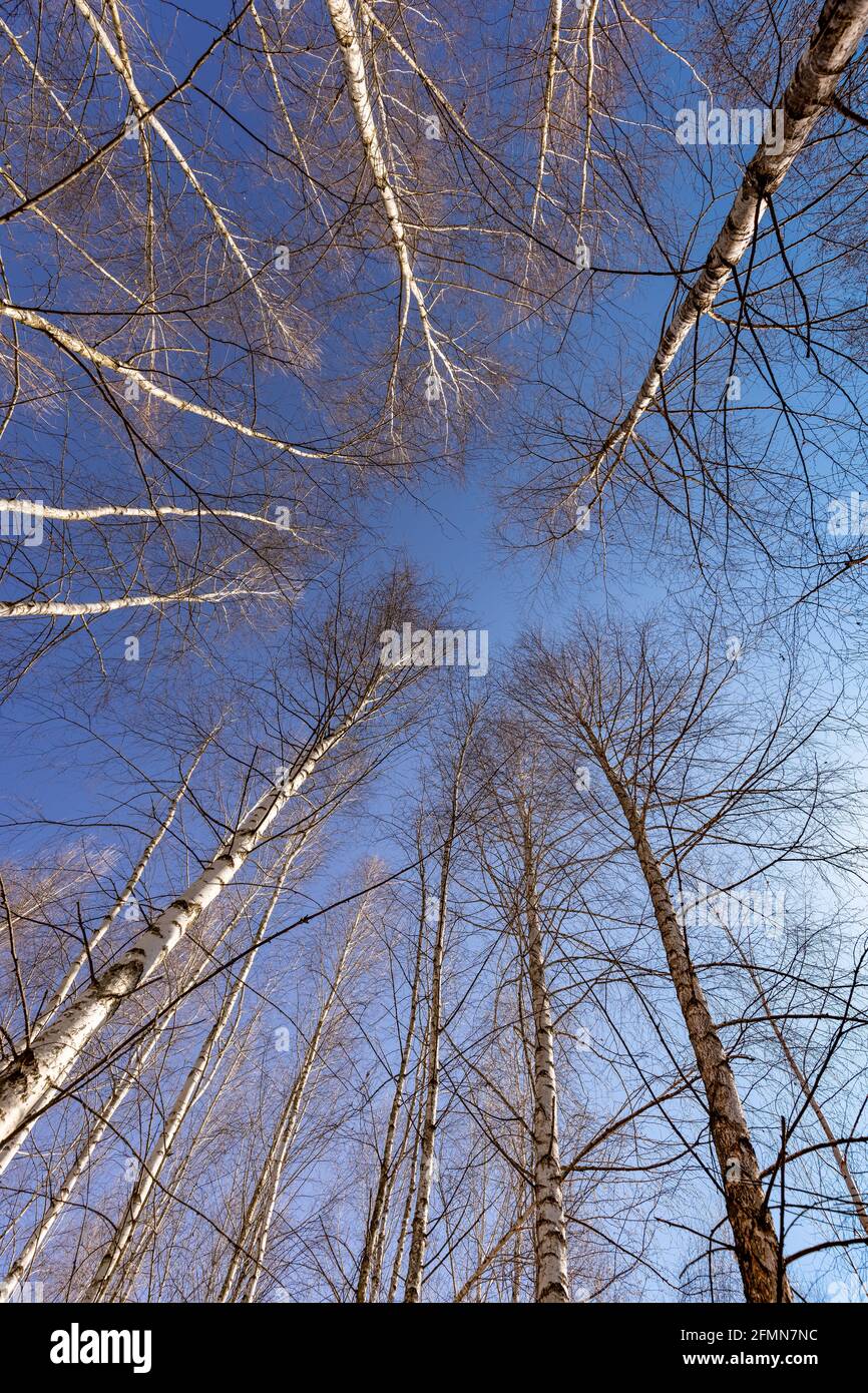 Ansicht von unten auf hohe Bäume im Frühling, blauer Himmel auf dem Hintergrund Stockfoto