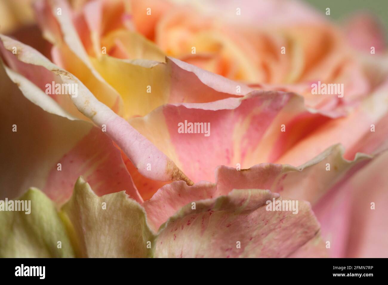 Rose Blume Fragment Makroaufnahme lokalen Fokus Stockfoto