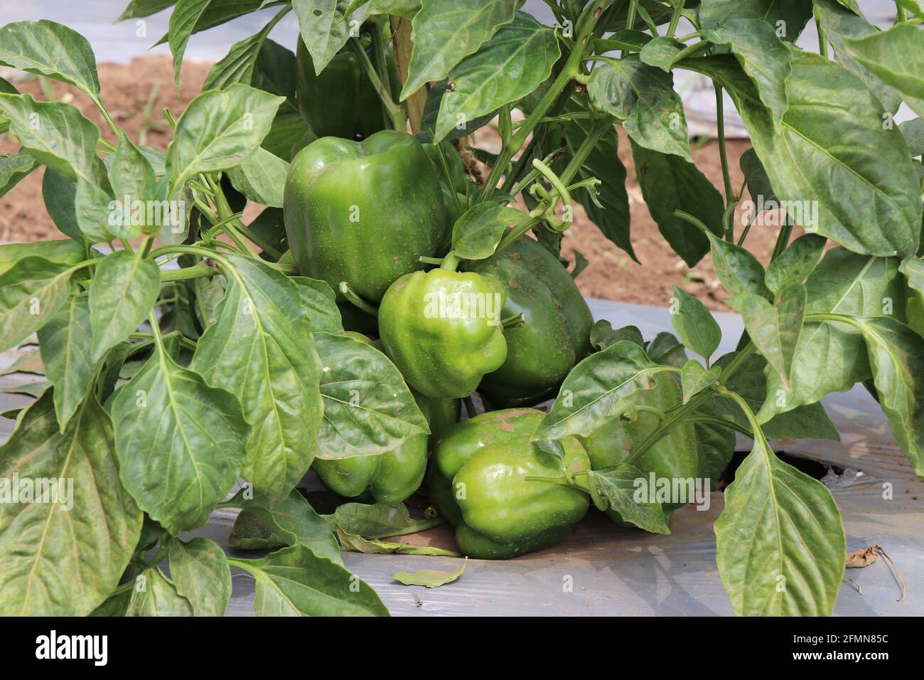 Paprika oder Paprika auf Pflanzen angebaut. Frisches grünes Paprika wächst auf dem Gartenbaubetrieb von CHES(ICAR-IIHR) Chettalli Stockfoto