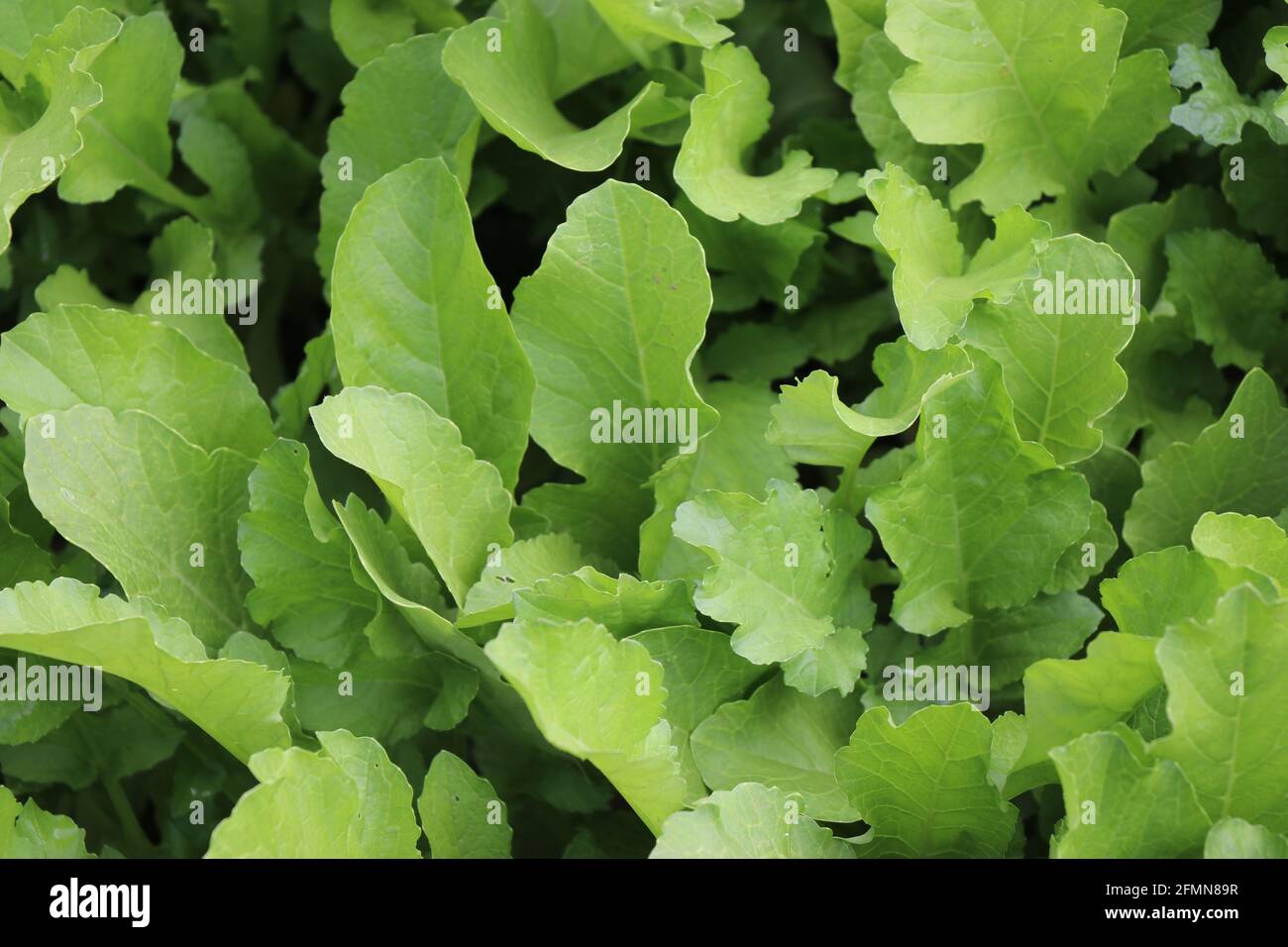 Frischer Rettich hinterlässt den Hintergrund Stockfoto