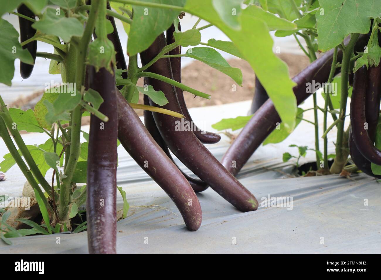 Lange violette brinjale Pflanze mit frischer purpurner Aubergine oder Solanum melongena, die in der Farm angebaut wird. Frische, lange violette Brinjale, die auf dem Gartenbaubetrieb in CH angebaut werden Stockfoto