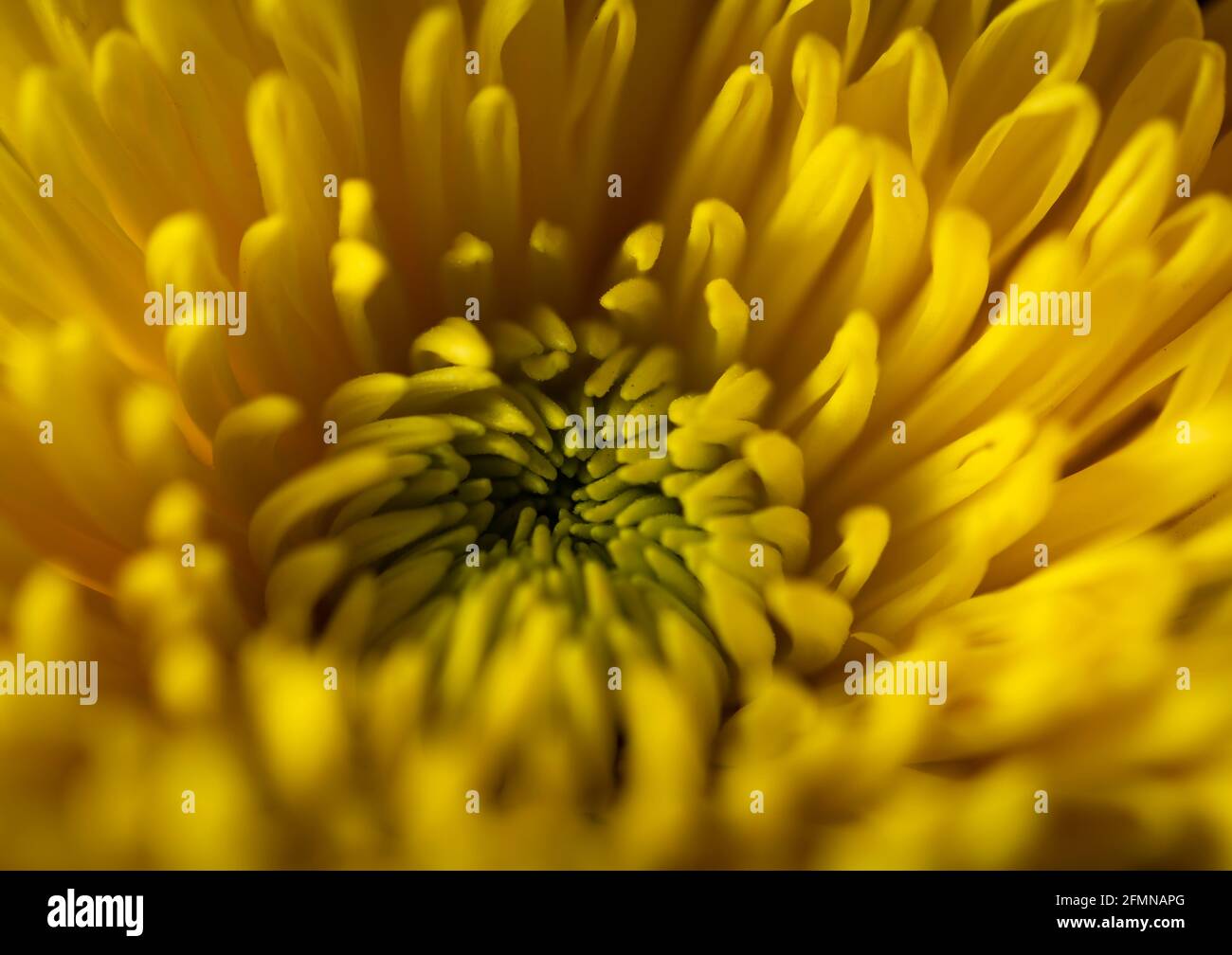 Gelbe Chrysantheme , Nahaufnahme Detail, Makro Stockfoto