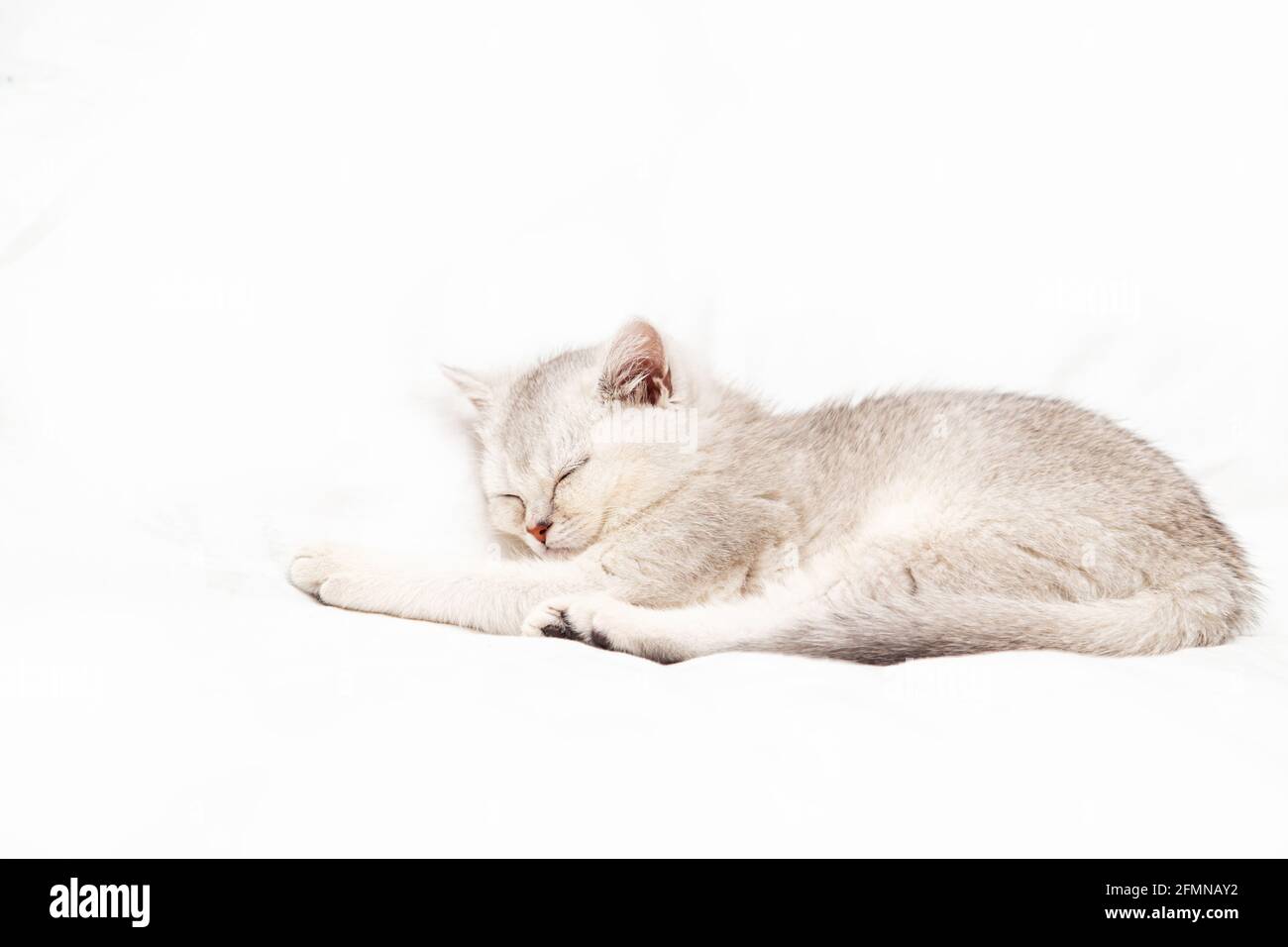 Kleines weißes britisches Kätzchen, das auf einer weißen Decke schläft. Lustiges Haustier. Speicherplatz kopieren. Stockfoto