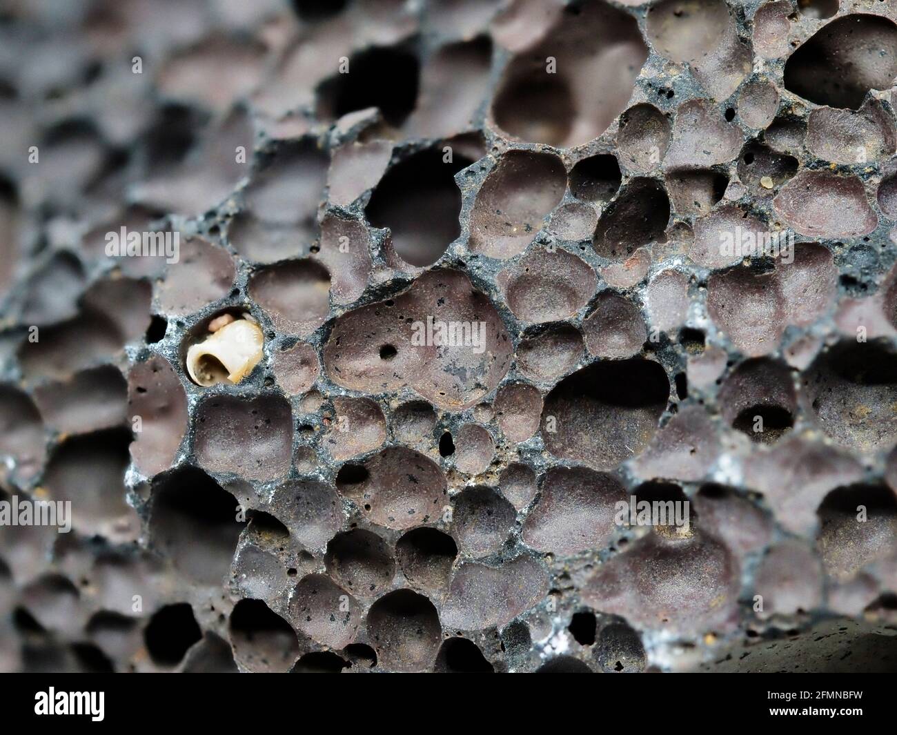 Poröser Basalt-Vulkangestein, der am Strand in Victoria, Australien, aufgeschwemmt wurde Stockfoto