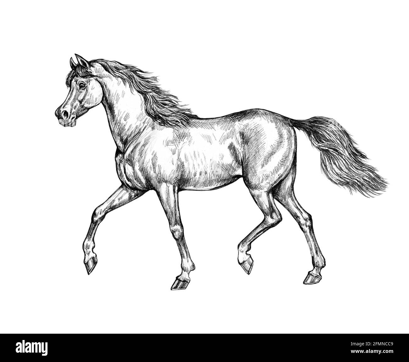 Schönes arabisches Pferd. Bleistiftportrait eines Pferdes. Pferdezeichnung. Stockfoto