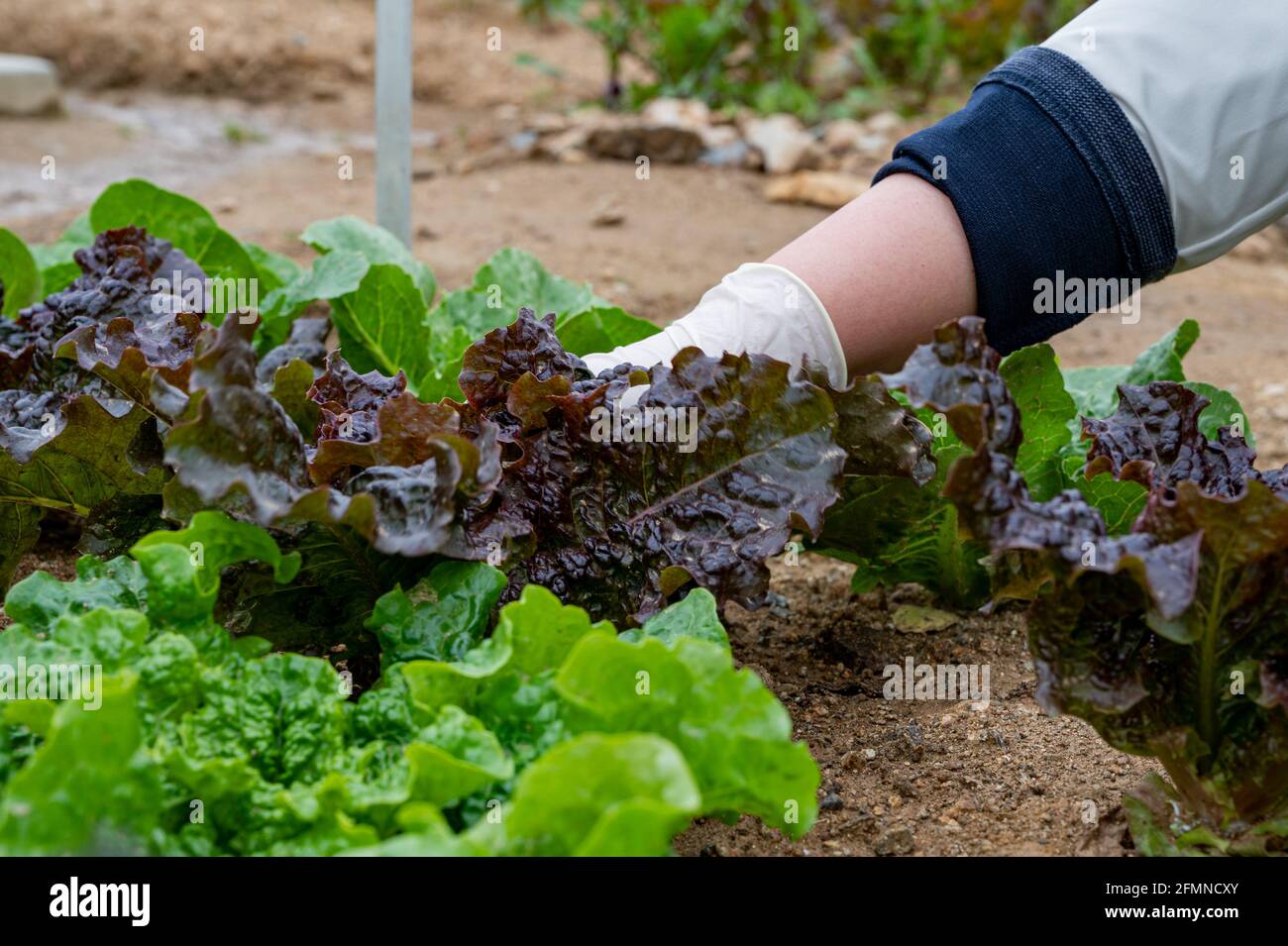 Die Hand des Menschen pflückt Blätter von frischem Gemüse, das im Boden wächst. Stockfoto