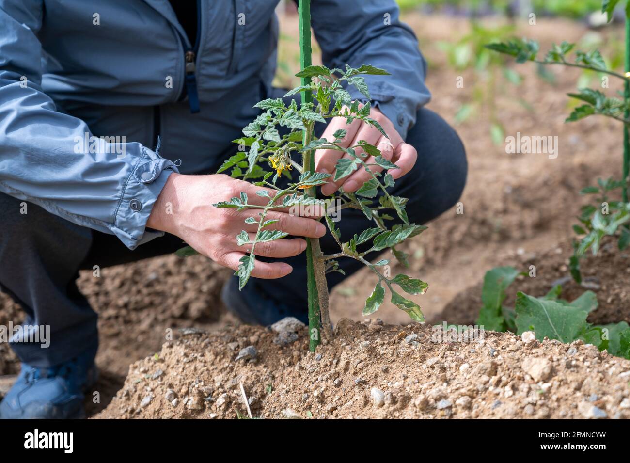 Die Hand eines Landwirts, der sich um Jungpflanzen kümmert. Stockfoto