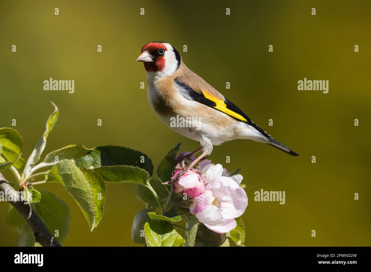Goldfinch thronte auf der Apfelblüte Stockfoto
