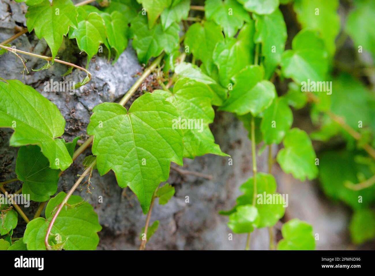 Kletterpflanze, die die Wand bedeckt. Grün lässt Natur verschwommen Hintergrund. Landschaftsdesign. Stockfoto