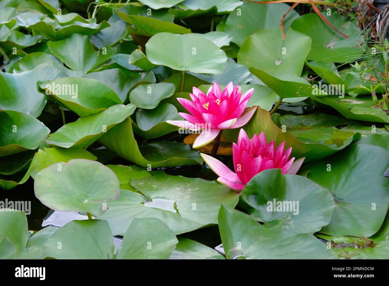 Violette Lotusblume im Teich. Lila Lilie Blume in künstlichen Teich blühen. Blumen für den Buddha. Stockfoto