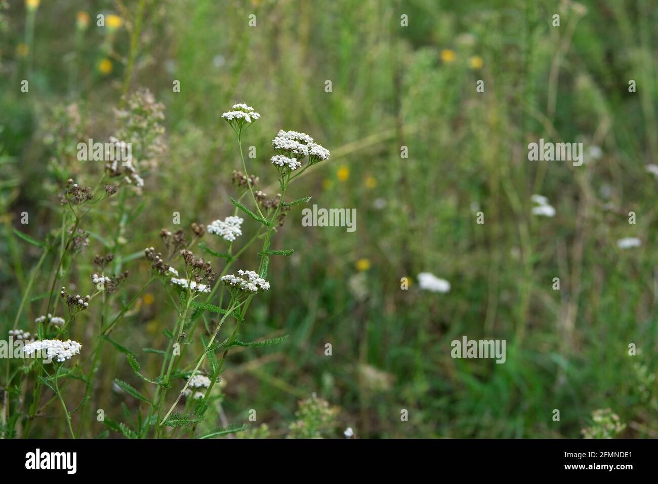 Schafgarbe (Achillea millefolium). Milfoil Heilpflanze blüht auf der Wiese. Heilpflanzen und Honigpflanzen im Dorf. Stockfoto