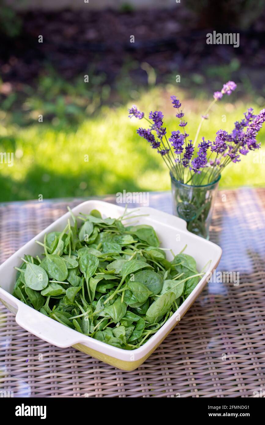 Sauberes Lebensmittelkonzept. Blätter von reifen saftigen frisch gepflückten Bio-Baby-Spinat-Grüns auf dem Tisch. Gesunde Detox Frühling-Sommer-Diät. Vegane Rohkost. S Stockfoto