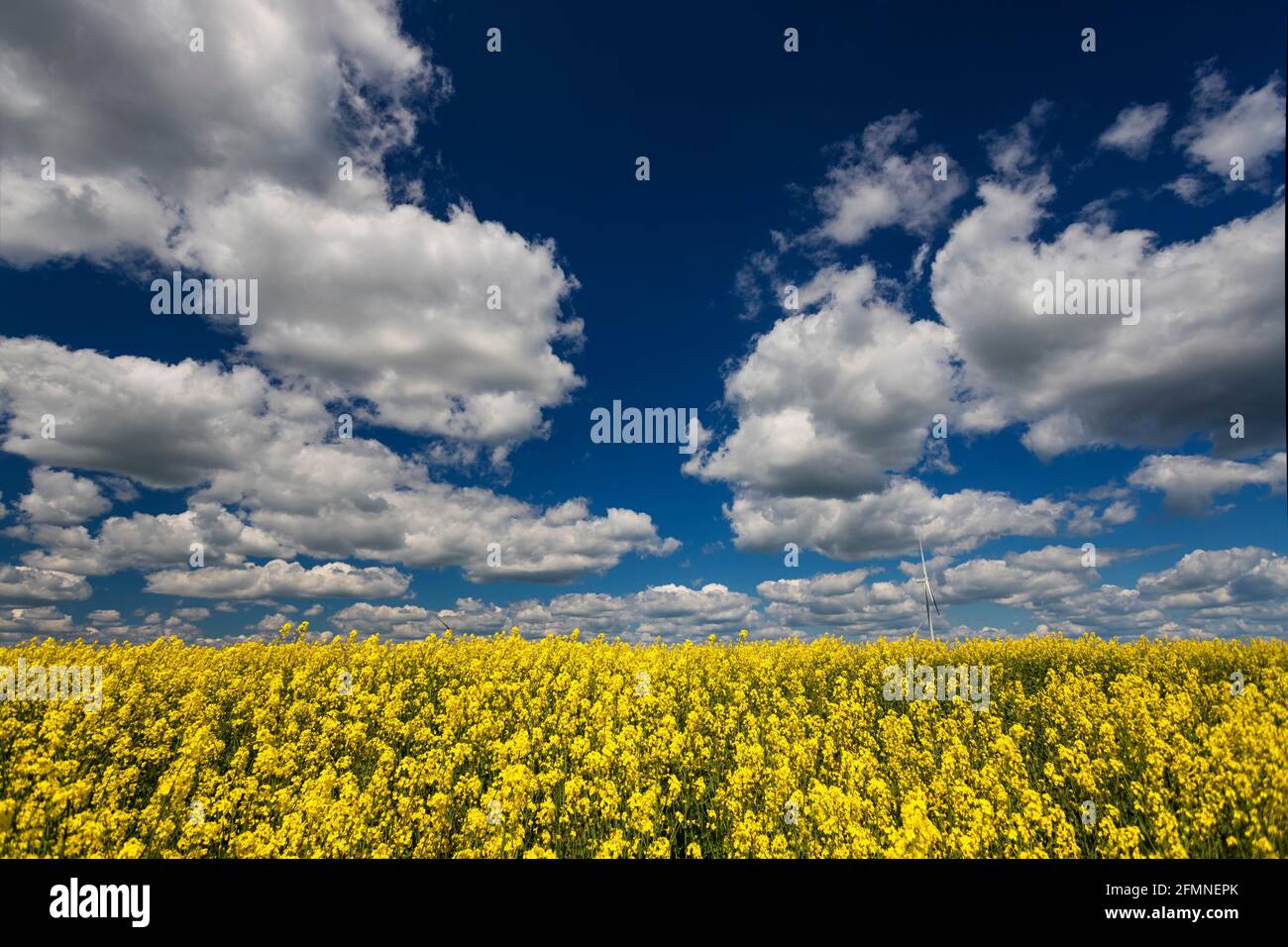 Blühendes gelbes Feld am Himmel mit Wolken, mit einer geringen Schärfentiefe Stockfoto