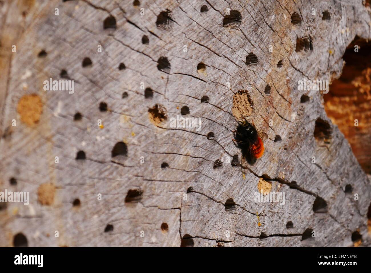 Wilde Biene im Sonnenlicht baut ein Nest in der Löcher eines alten Baumstammes Osmia cornuta gehörnte Maurer Biene Stockfoto