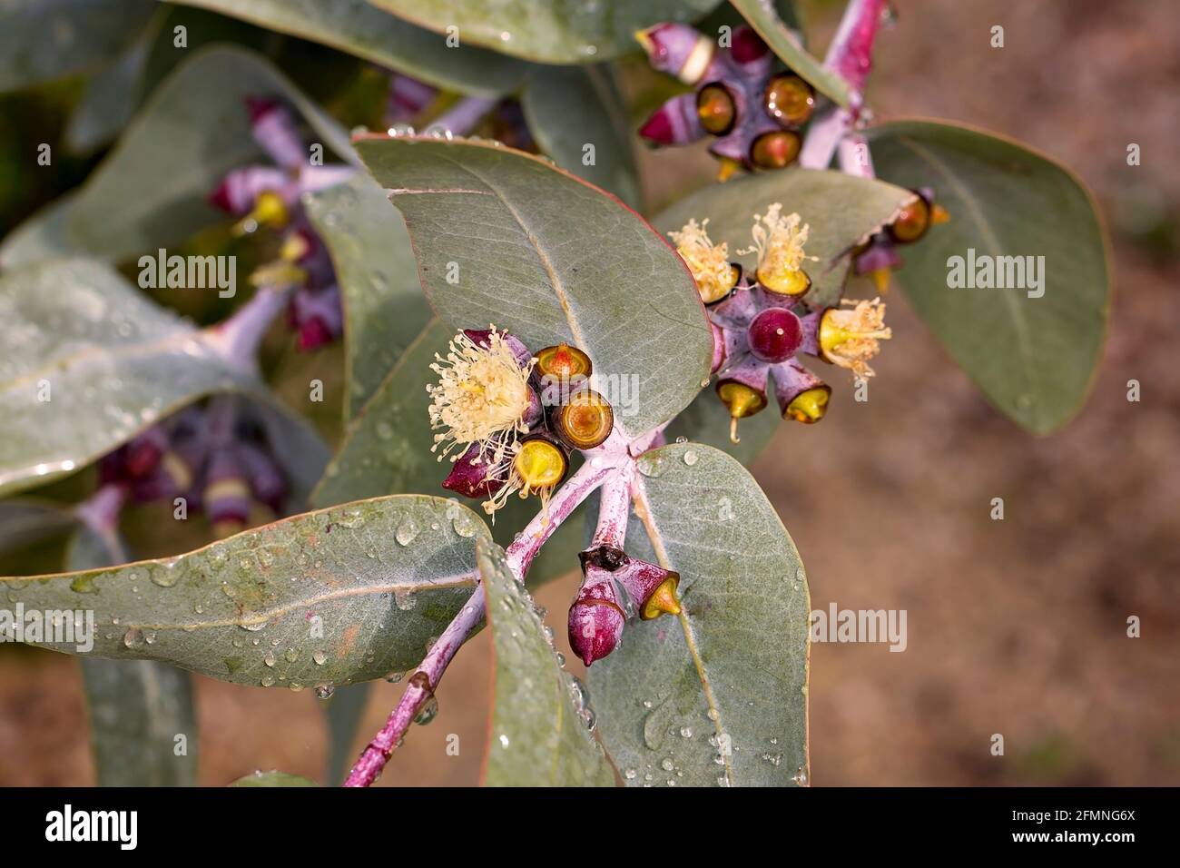 Native Flora, WA Stockfoto