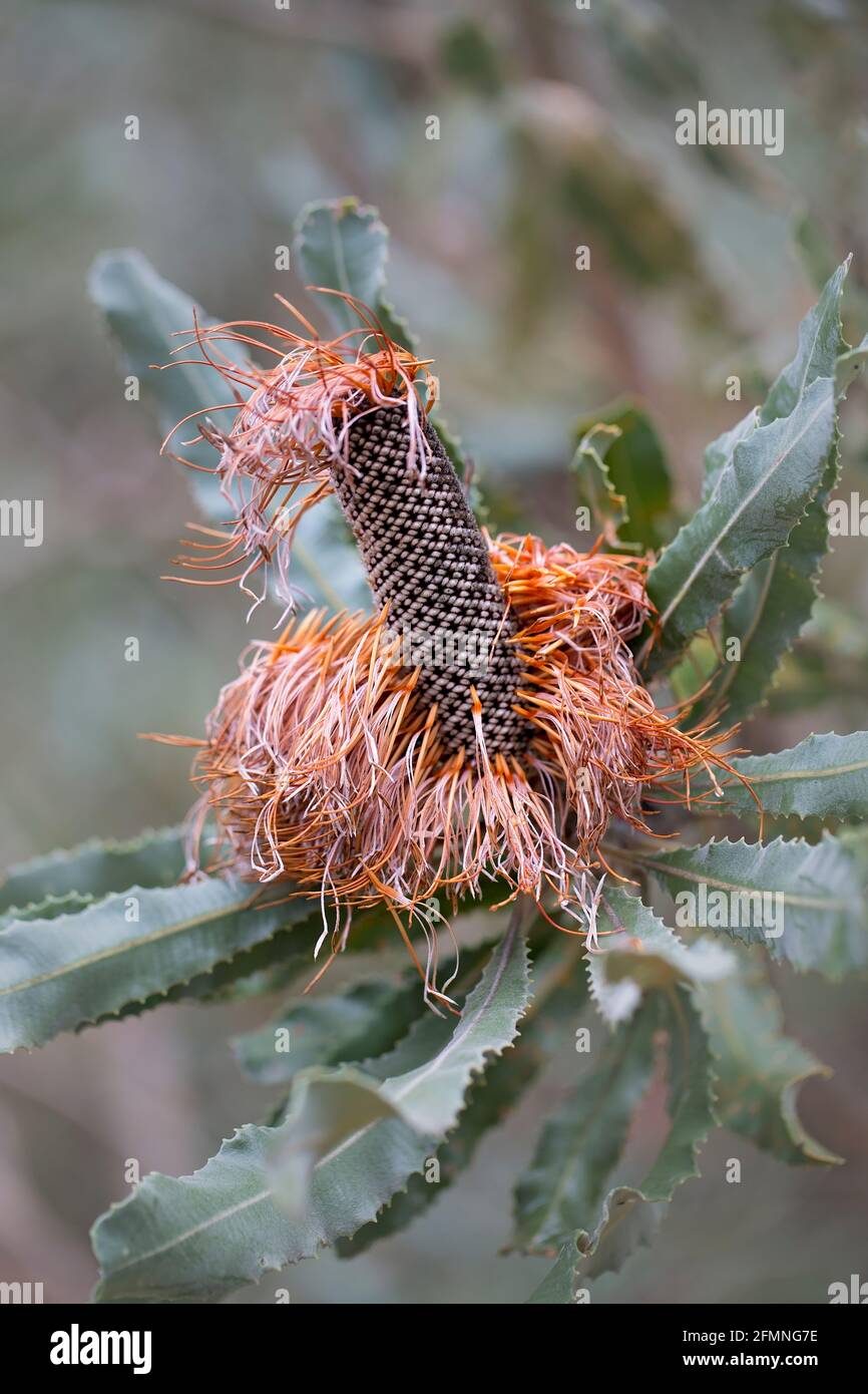 Die Schönheit der Natur, Banksia Stockfoto