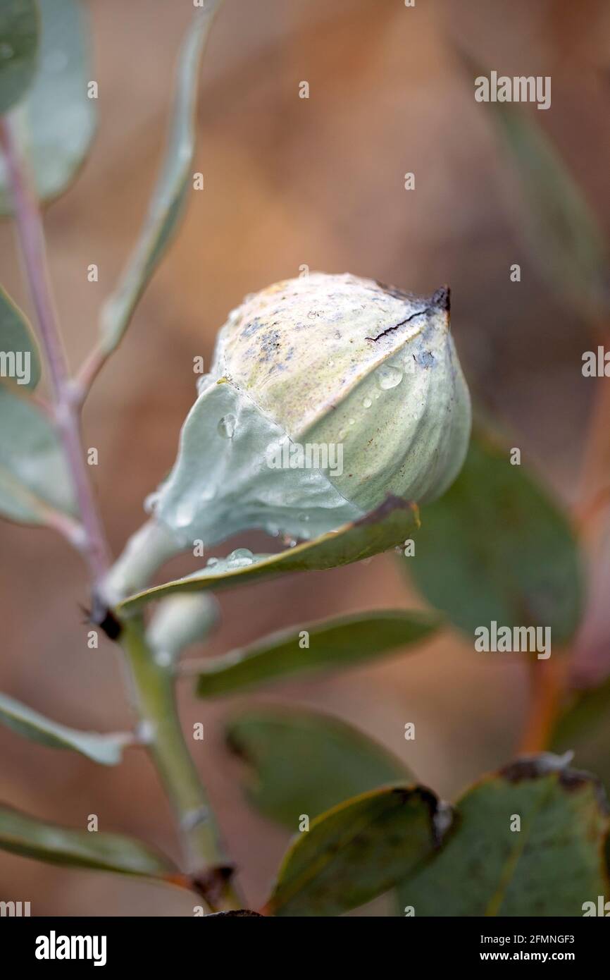 Flora - bald zu öffnen Stockfoto