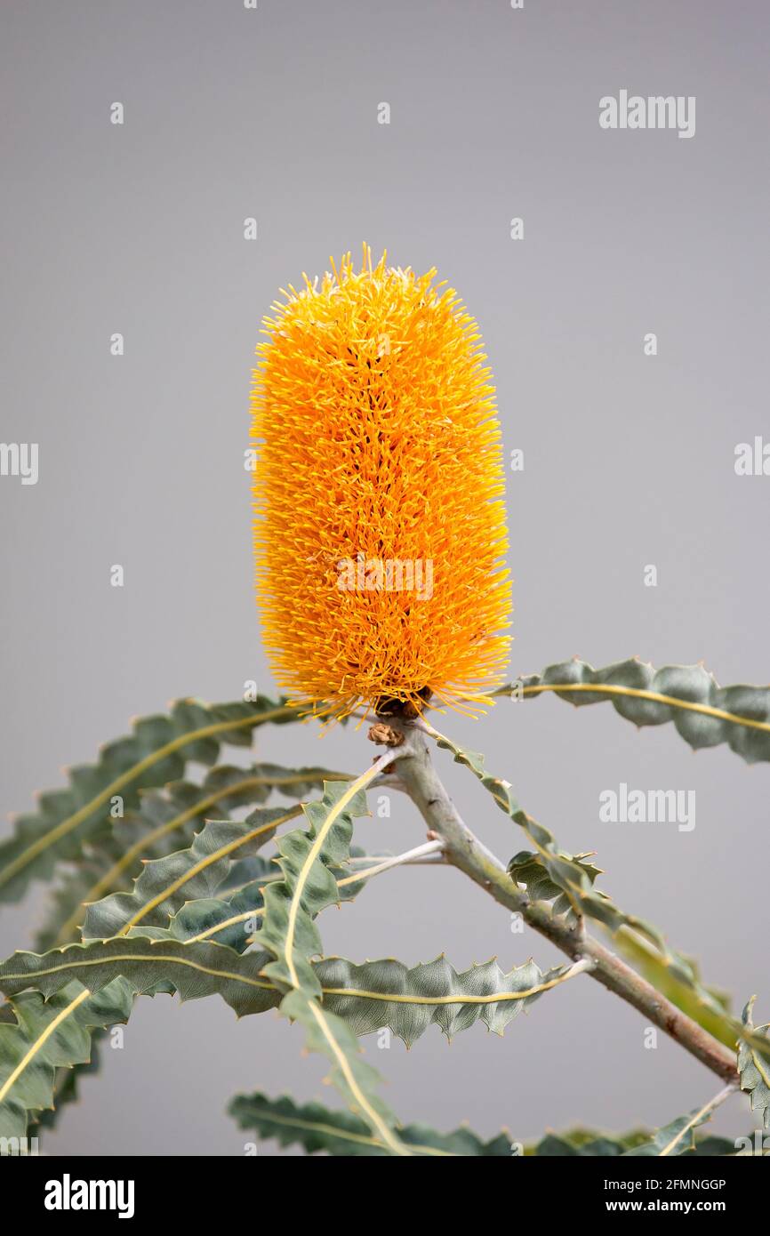 Gelbe Banksia Stockfoto