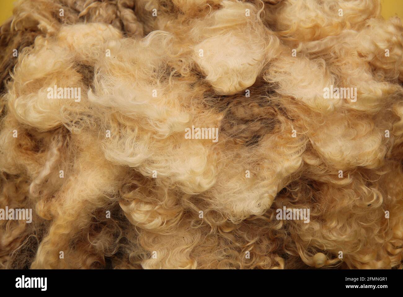 Die Wolle des Fleece von einem gescherten Schaf. Stockfoto