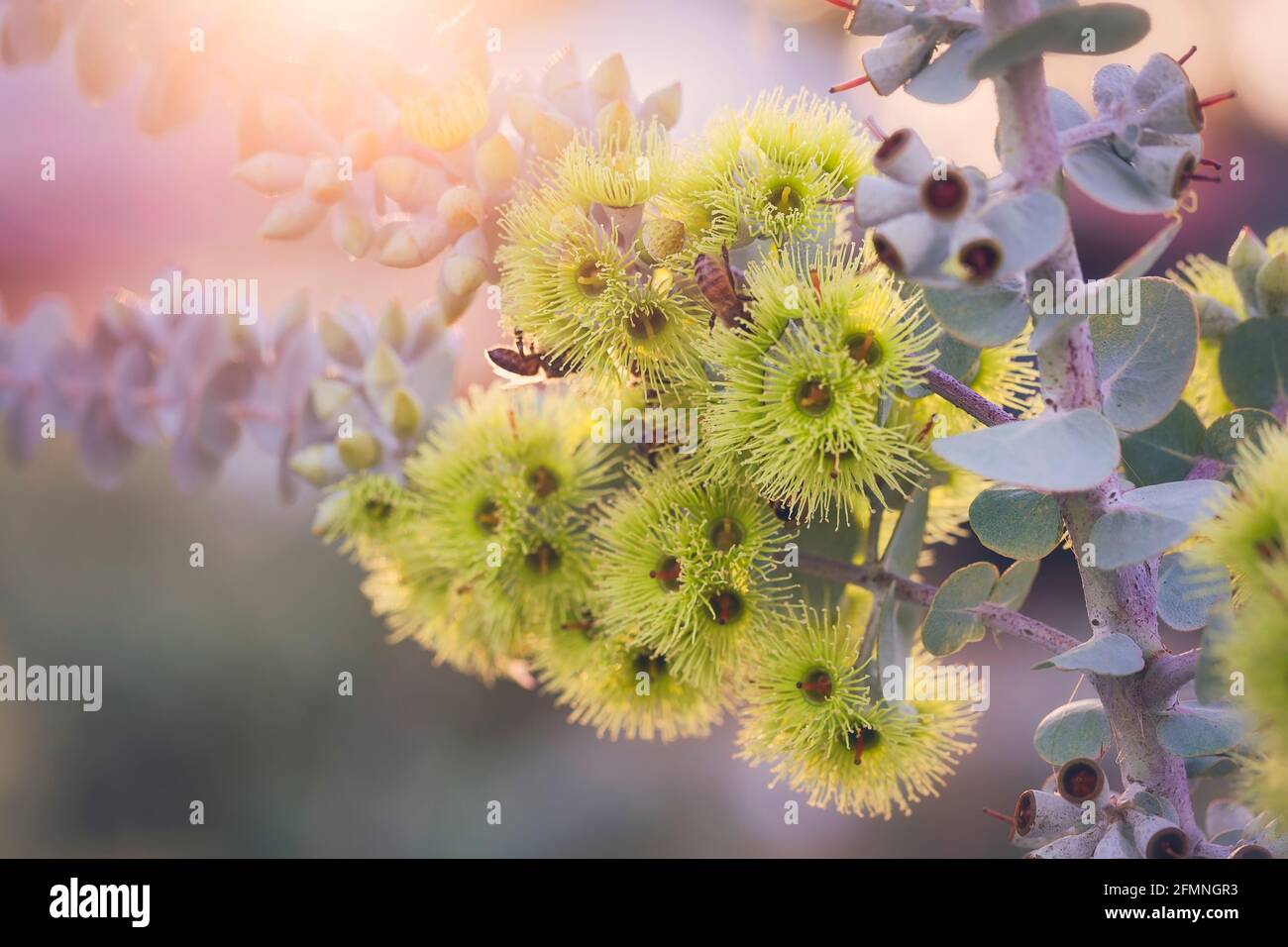 Blühendes Zahnfleisch mit Biene Stockfoto