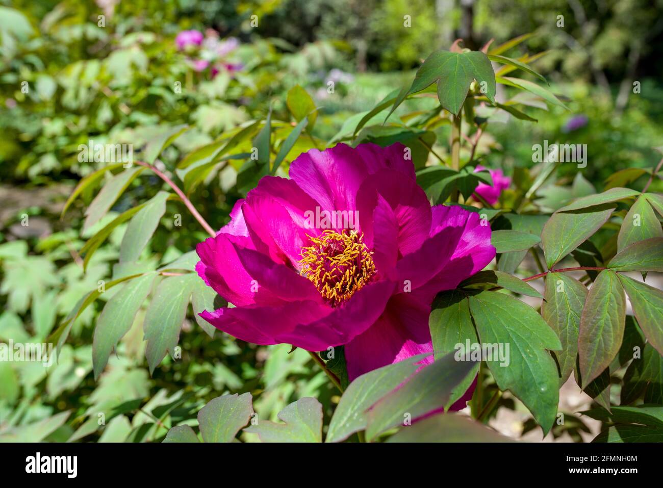 Im Frühjahr blühen im Park rosa Pfingstrosen. Rosa Pfingstrosen Nahaufnahme auf einem Waldhintergrund. Stockfoto