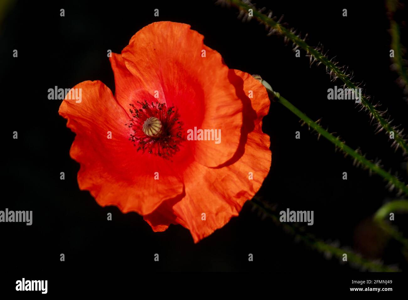 Eine rot blühende Mohnblume isoliert auf schwarzem Hintergrund, Platz kopieren Stockfoto