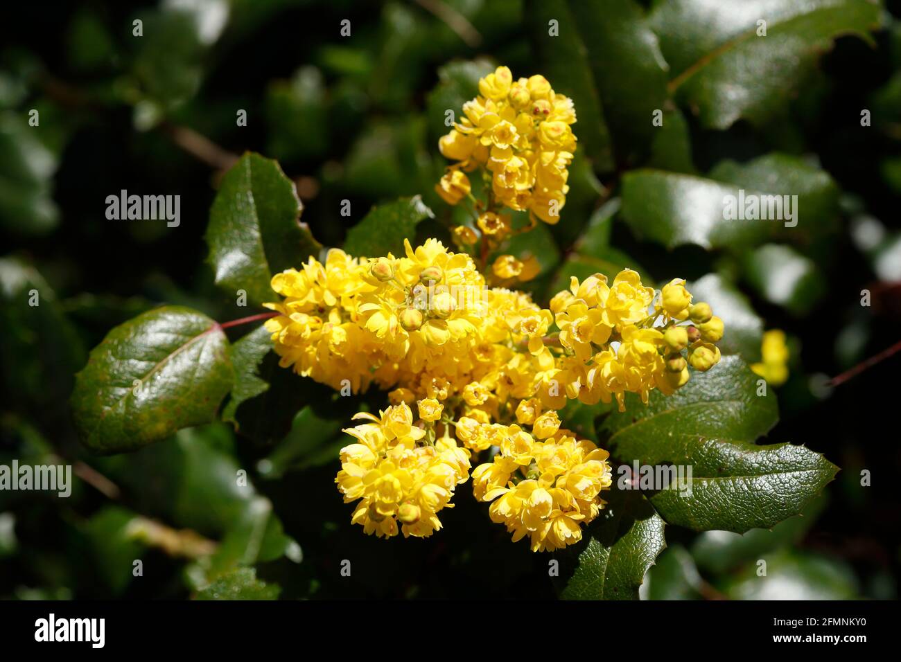 Mahonie (Berberis aquifolium), Deutschland, Europa Stockfoto