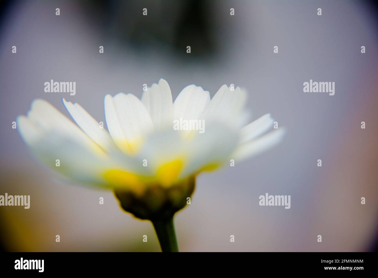 Weißes mexikanisches Sonnenblumenkraut (Tithonia diversifolia). Blume aus gelben Blütenblättern mit selektivem Fokus. Stockfoto