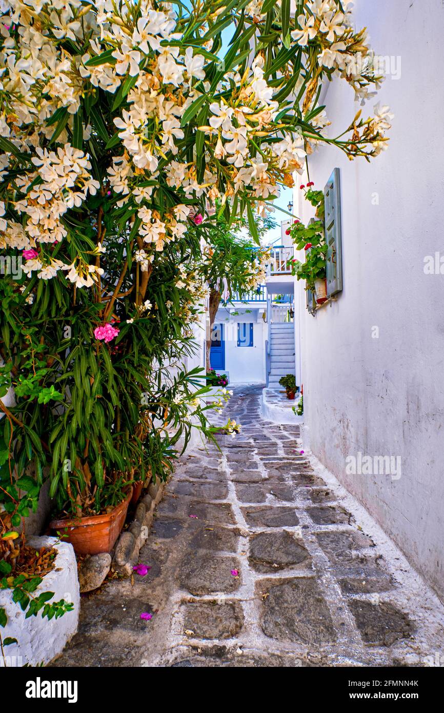 Gasse in der traditionellen, weiß getünchten griechischen Inselstadt. Gepflasterter Stein, enge Straße, weiße Bougainvillea. Mediterraner Lebensstil. Mykonos, Griechenland Stockfoto