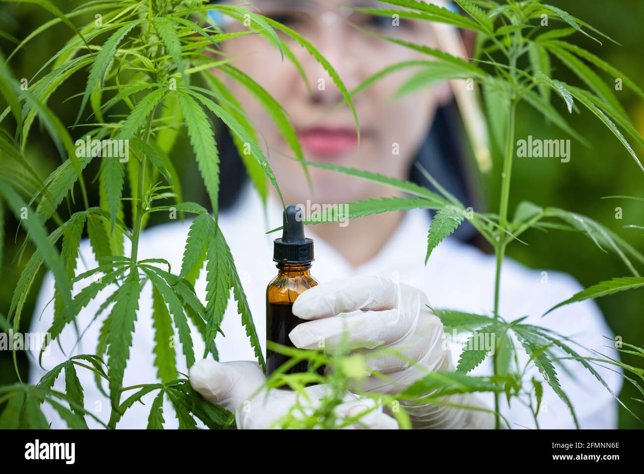 Medizinisches Cannabis mit extrahieren Öl in der Flasche Stockfoto