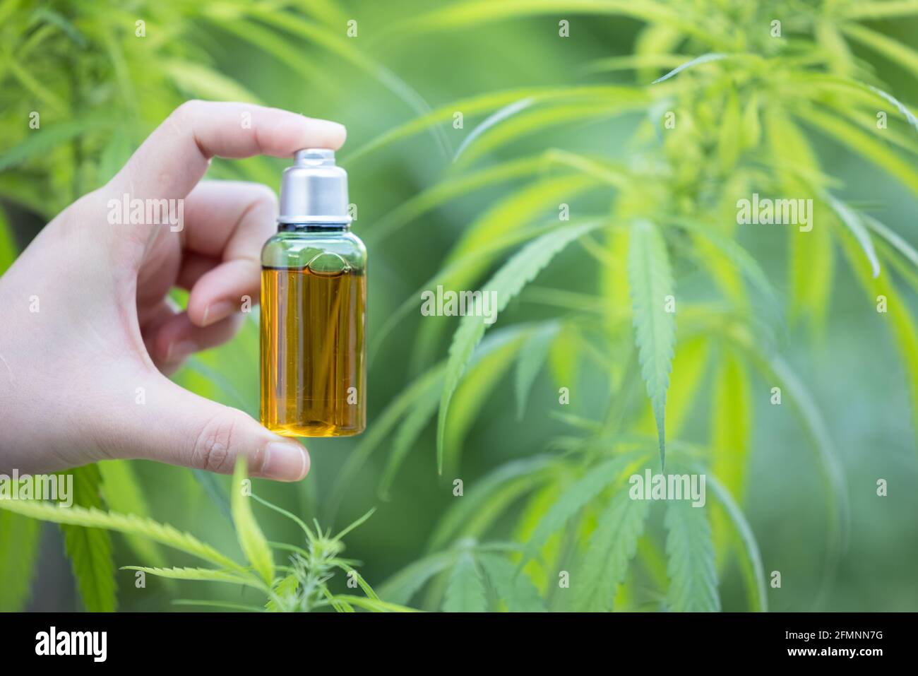 Medizinisches Cannabis mit extrahieren Öl in der Flasche Stockfoto