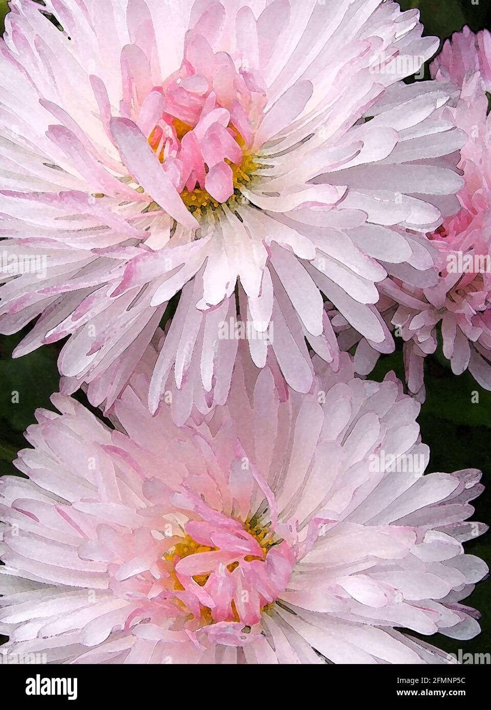 Daisy (Bellis Perennis) eine von 42 ikonischen Bildern von englischen Gartenblumen, Wildblumen und ländlichen Landschaften. Stockfoto