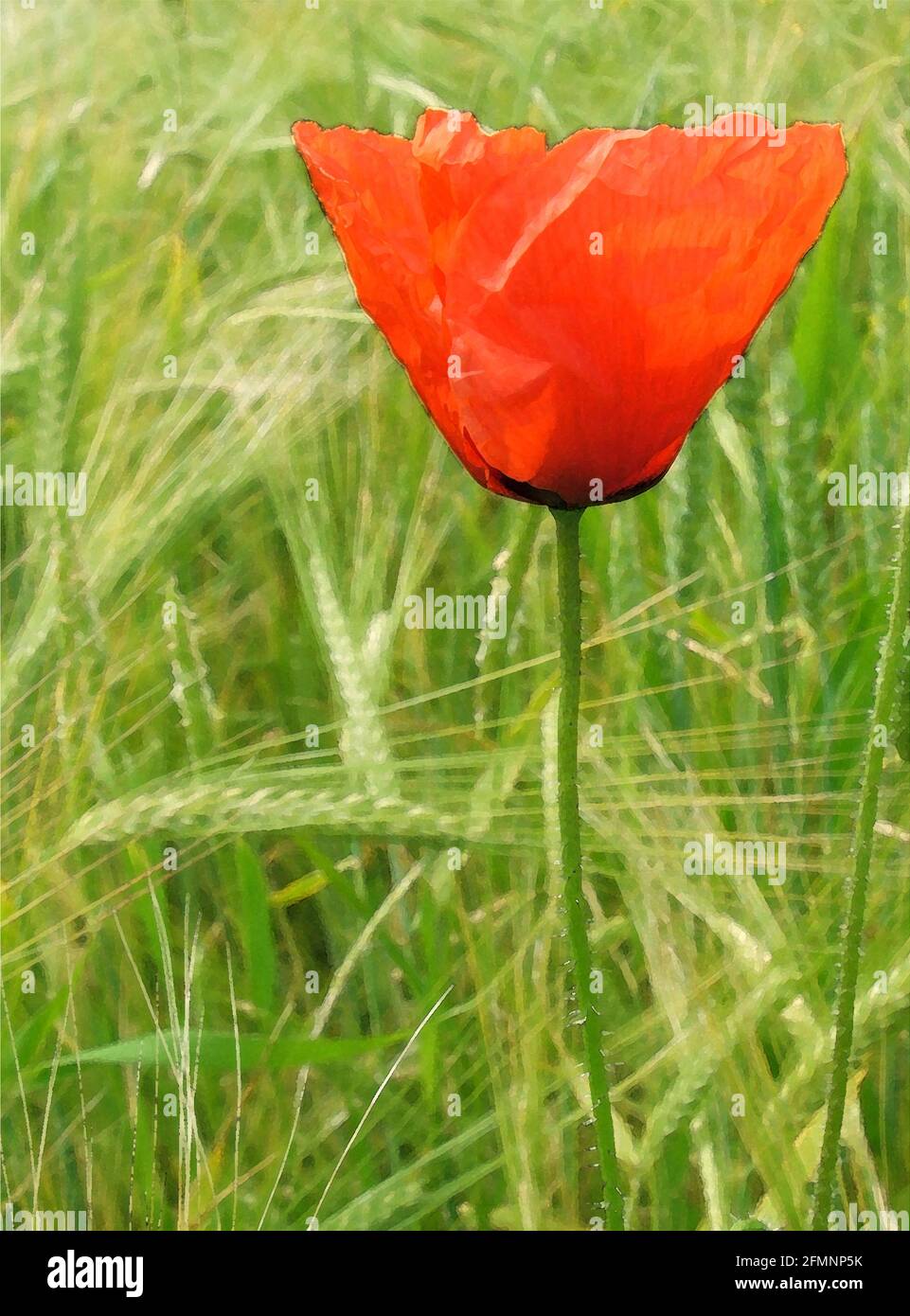 Gewöhnlicher Feldmohn (Papaver rhoeas) eine von 42 ikonischen Bildern englischer Gartenblumen, Wildblumen und ländlicher Landschaften. Stockfoto