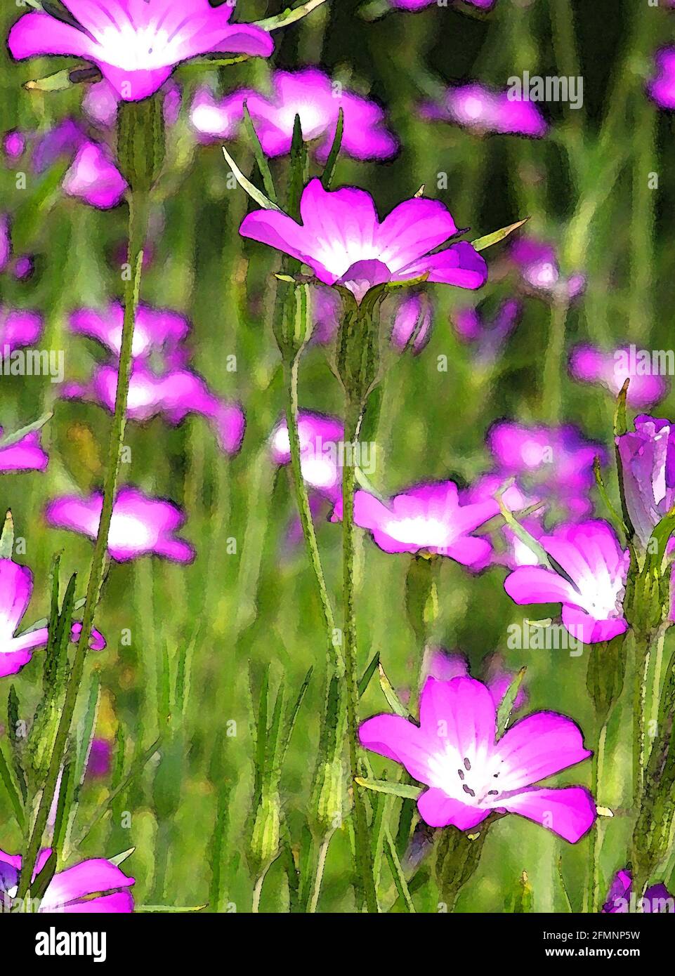 Mais-Hahn (Agrostemma githago) eine von 42 ikonischen Bildern von englischen Gartenblumen, Wildblumen und ländlichen Landschaften. Stockfoto