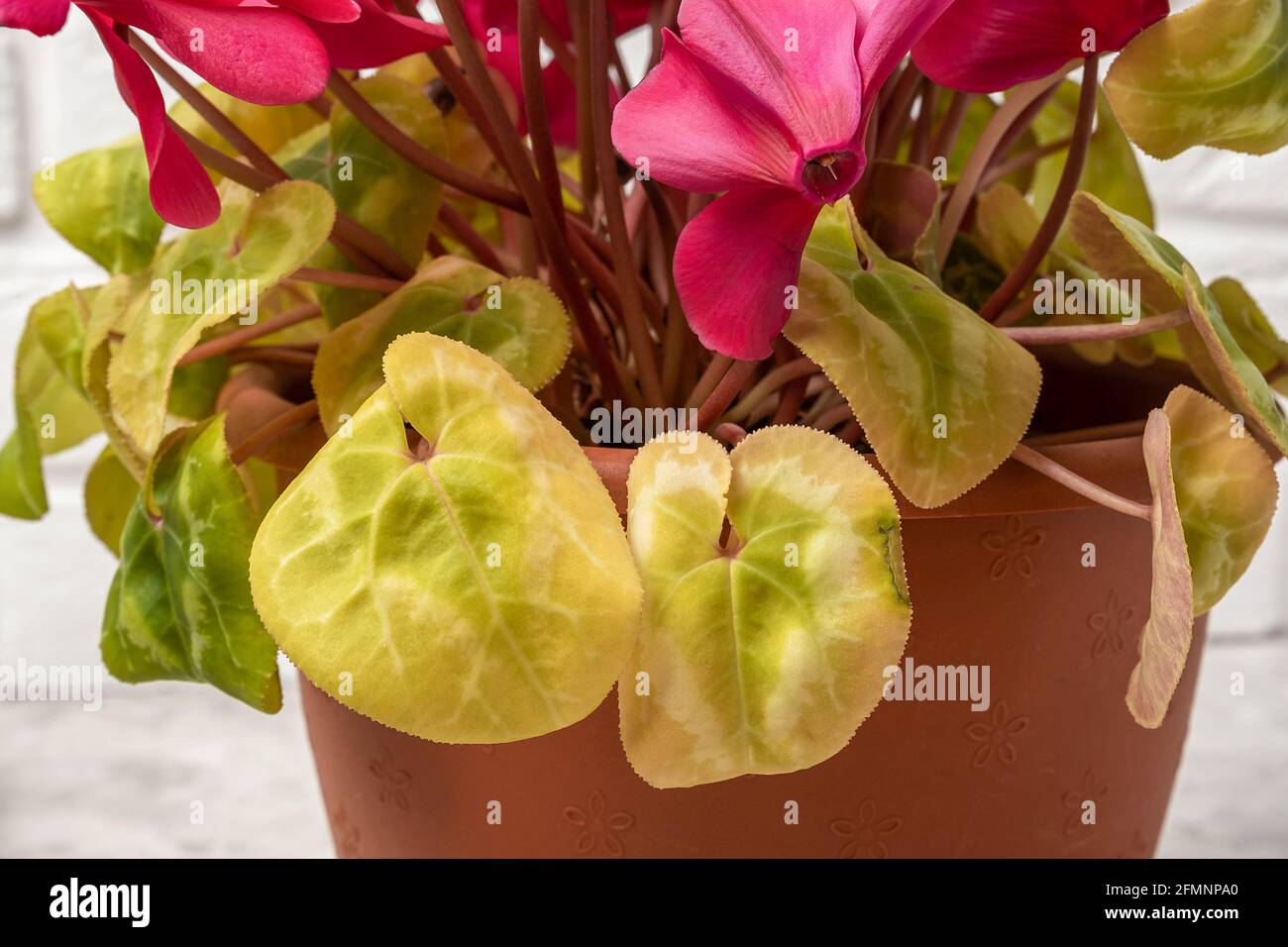 alocasia polly variegata Alocasia Polly 'aurea variegata' – Blattmanufaktur main image 0