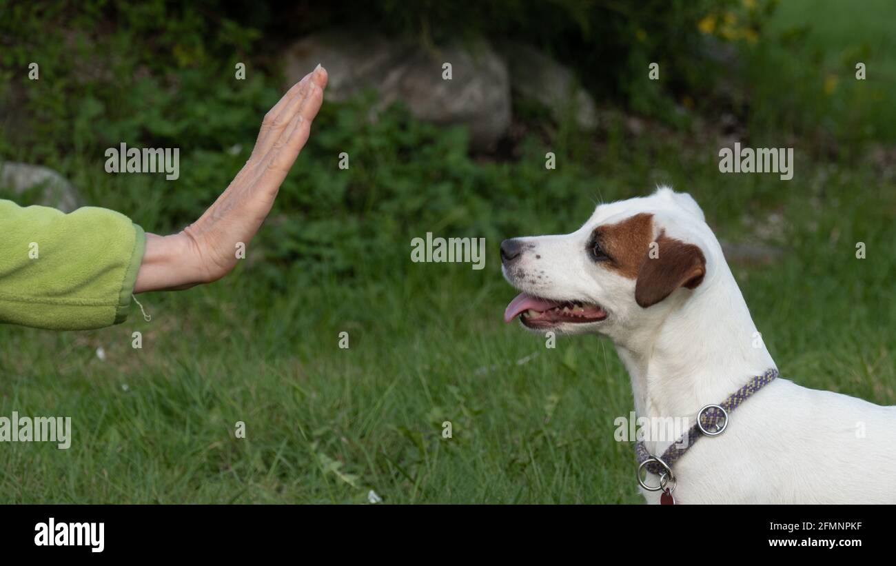 Frauenhand zeigt das Stoppsymbol für einen kleinen weißen Hund Stockfoto