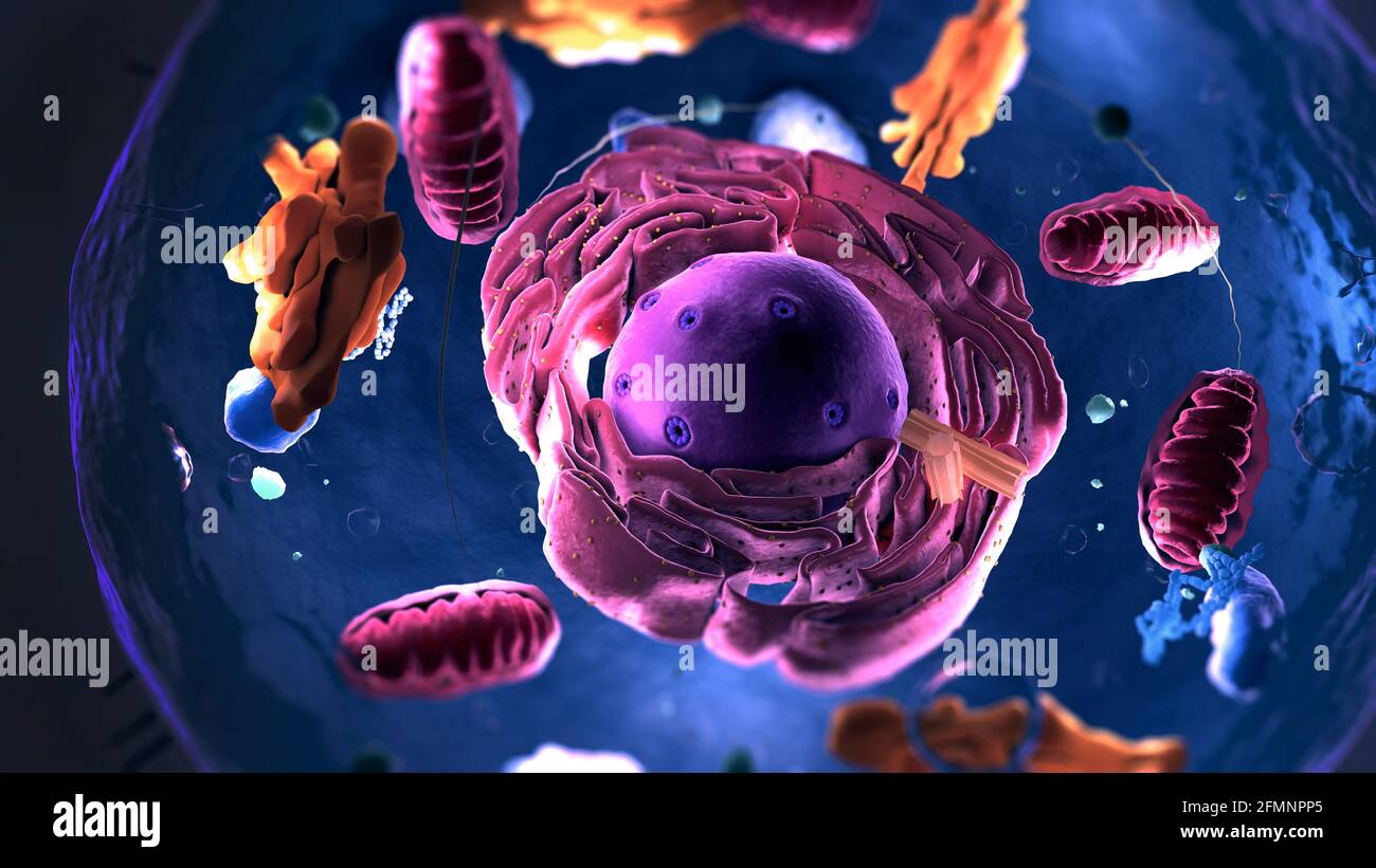 Untereinheiten in eukaryotischen Zellen, Zellkern und Organellen sowie Plasmamembran - 3d-Illustration Stockfoto