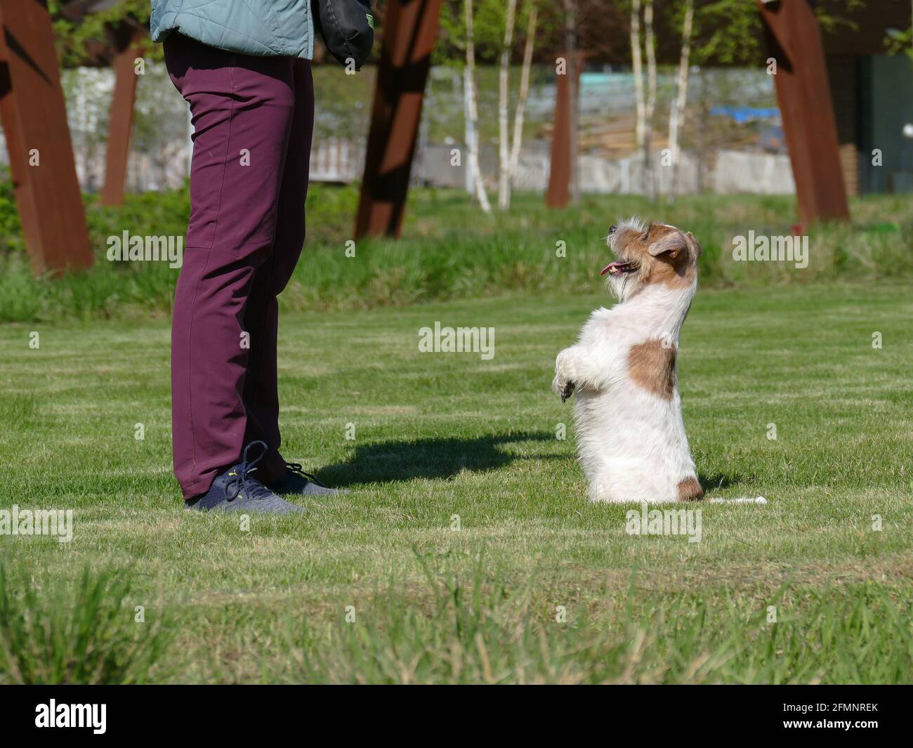 Frau, die ihr Haustier auf grünem Gras trainiert Stockfoto