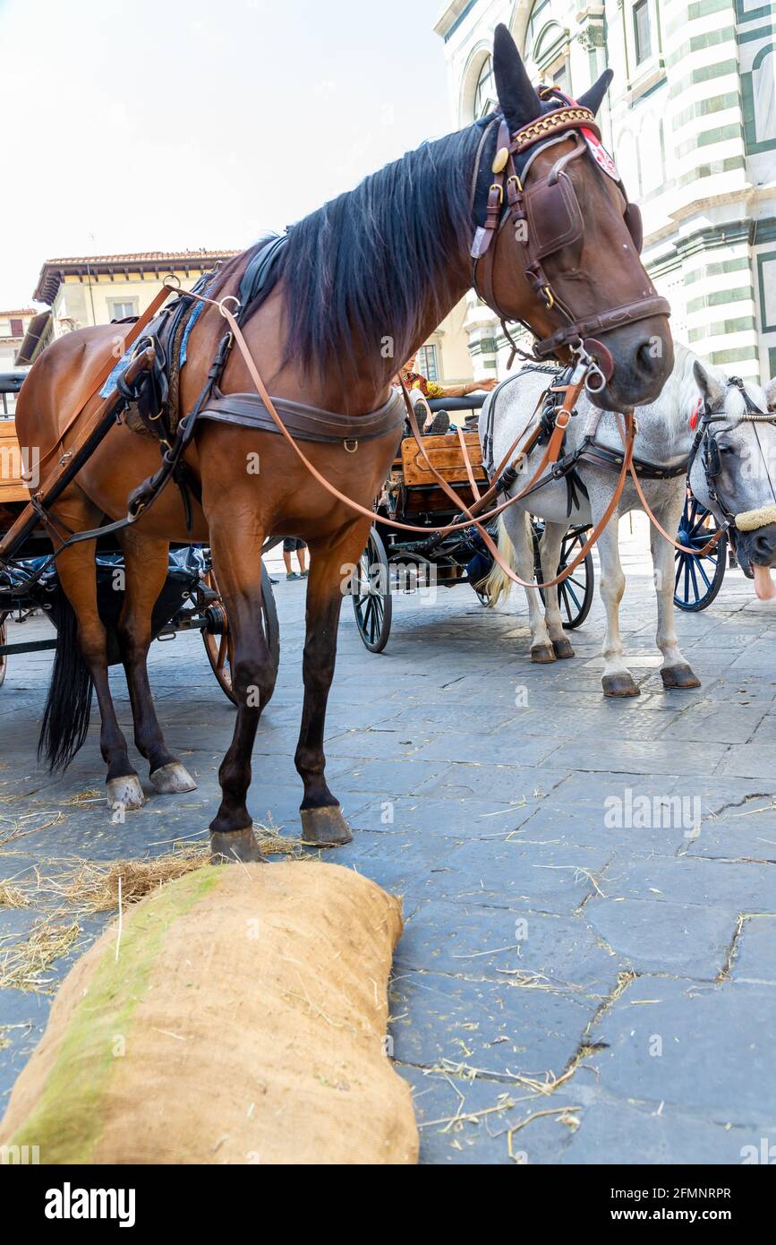FLORENZ, ITALIEN - 24. Aug 2020: Florenz, Toscana/Italien - 24.08.2020: Das braune Pferd einer hackney-Kutsche mit Futtersack im Vordergrund, wartet f Stockfoto